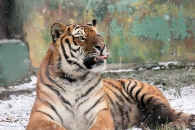 Как животные зоопарка «Лимпопо» встречают первый снег