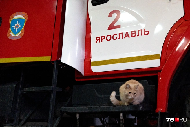 Пожарную часть Рыжий считает своим домом | Источник: Кирилл Поверинов / 76.RU