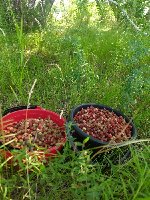 Такой урожай — по Черлакскому тракту | Источник: Евгения Мирная / «Грибы. Грибники Омска и Омской области» / vk.com
