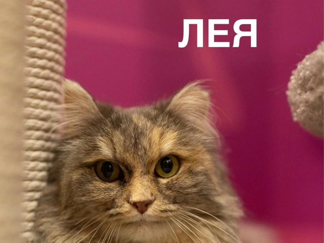 У Леи нет зубов, но есть ласка и мурчание | Источник: Котокафе «Котофейня»&nbsp;— Ханты-Мансийск / Vk.com