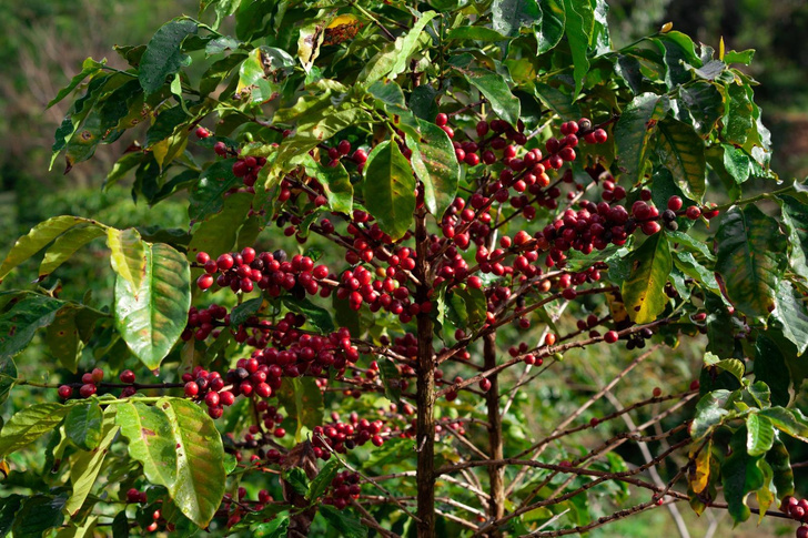 Кофейный туризм: лучшие места для посещения кофейных ферм