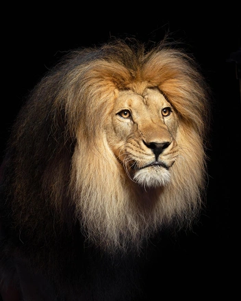 В какого красивого льва он превратился! | Источник: Евгений Доманов