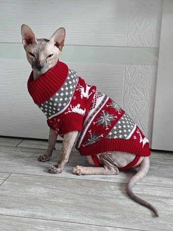 «Беркана теперь ходит в кофточках» | Источник: читательница NGS24.RU Алена Гончаренко