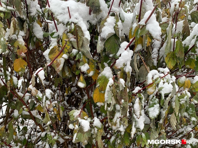 Источник: читатель MGORSK.RU