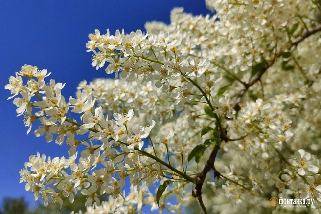 Гребень антициклона очистил небо от облаков | Источник: Михаил Огнев / «Фонтанка.ру»
