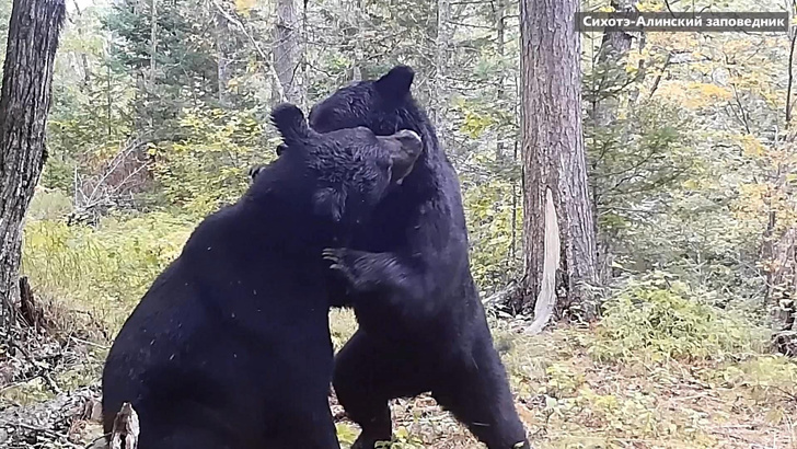 Не привлекая внимания: посмотрите на беззвучную схватку молодых медведей в Приморье