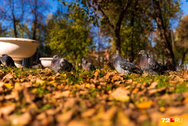 Голуби ищут себе еду. На зимовку они не отправляются на юга и все время обитают в городе | Источник: Ирина Шарова / 72.RU
