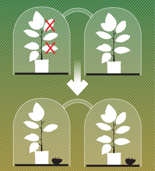 Здравствуй, дерево: как растения общаются втайне от людей