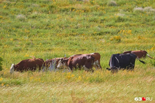 Источник: Роман Данилкин / 63.RU