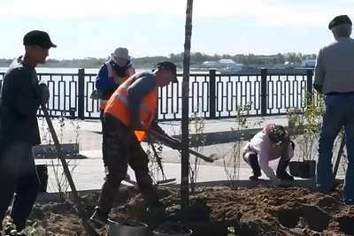 В Благовещенске начали осеннюю высадку крупномеров