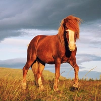 Ветер в гривах: почему исландские лошади такие особенные и что нужно о них знать