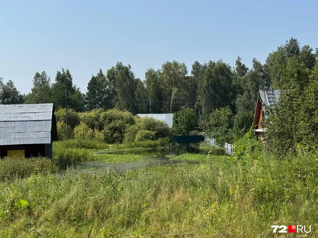 Вода здесь болотного, отвратительного цвета  | Источник: Илья Чикотин / 72.RU 