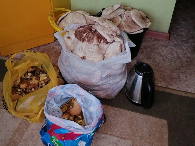 Владимир нашел множество грибов  | Источник: Грибы Челябинской области / Vk.com