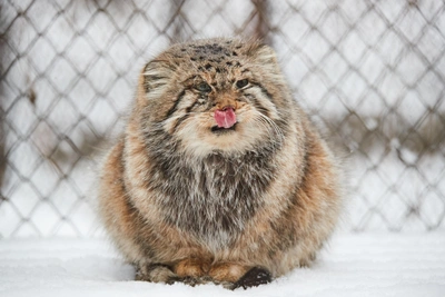 Смерть знаменитых манулов в Новосибирском зоопарке