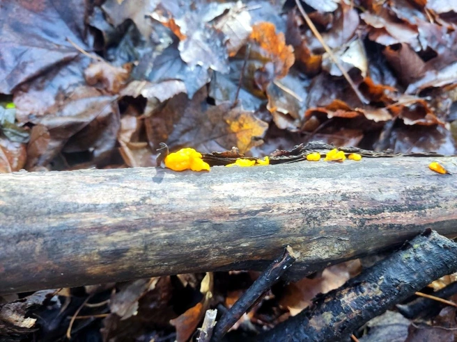 Грибы заметны издалека — они очень яркие | Источник: «Жигулёвский государственный заповедник» / vk.com