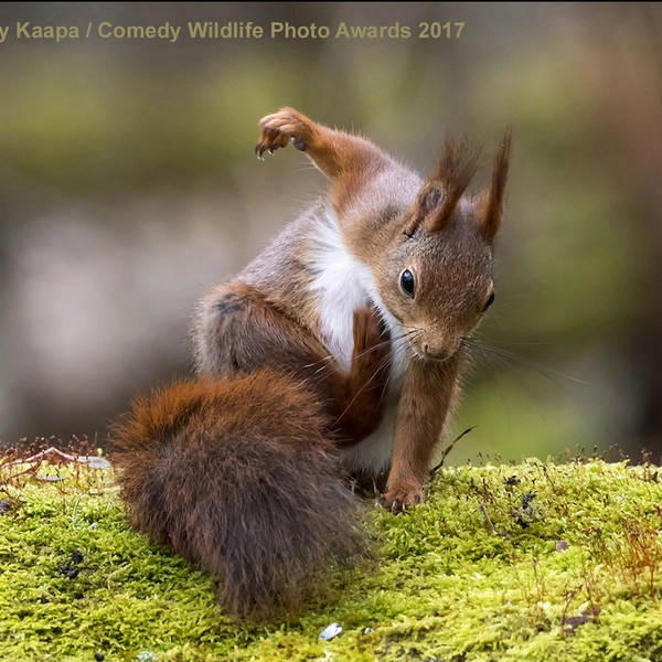 Источник: Johnny Kaapa / Comedy Wildlife Photography Awards 2017