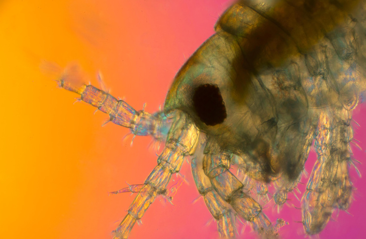 Все умрут, а я останусь: найдены следы планктона, выжившего в глобальном вымирании