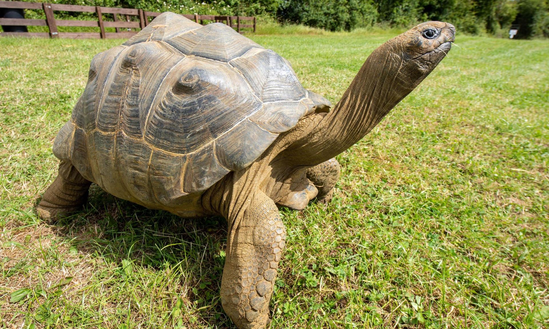 Почему панцирь черепахи состоит из шестиугольников | Вокруг Света