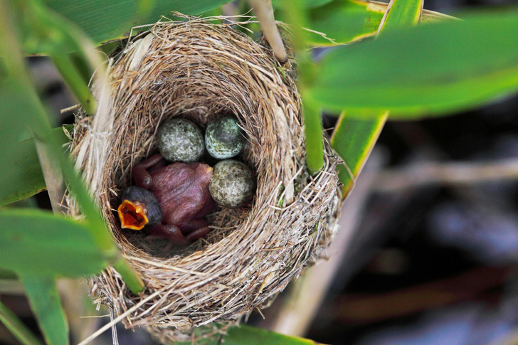 Почему кукушки подкладывают яйца в чужие гнезда