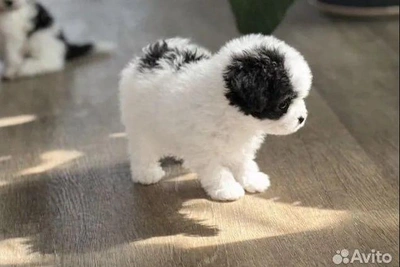 Щенки пуделя размером с ладонь продаются за 550 тыс. рублей