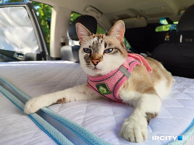 Раньше в пути Ириска закатывала истерики, но уже давно перестала | Источник: Алина Ринчино / «ИрСити»