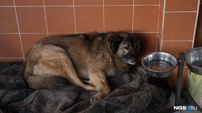 Пес Рекс доверяет только своим людям | Источник: Антон Дигаев / NGS.RU