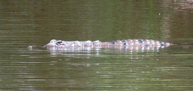 Новогвинейский крокодил | Источник: Александр Фомичев