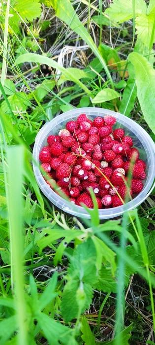 Источник: Елена Кашина / Грибы, РыбЫ и Ягоды НН / Vk.com