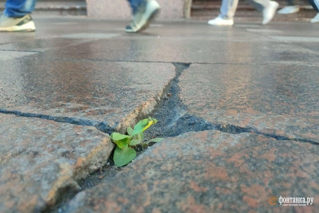 Циклон удерживает температуру в Петербурге ниже нормы  | Источник: Михаил Огнев / «Фонтанка.ру»