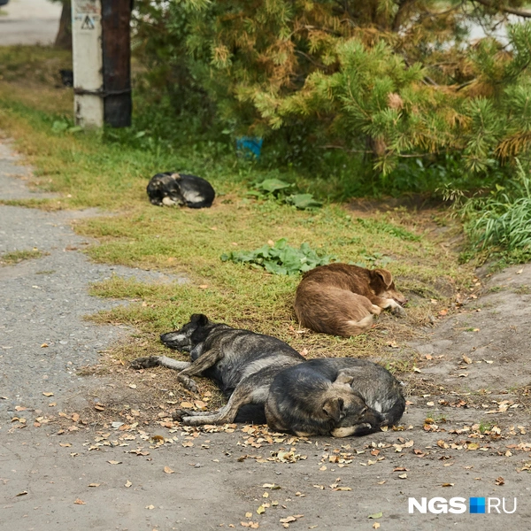 Здесь и вправду преобладает частный сектор, отменно плохие дороги и множество бродячих собак | Источник: Александр Ощепков / NGS.ru