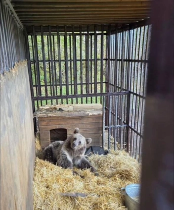 Животное быстро идет на поправку | Источник: скриншот из видео центра «Пеликан» / Telegram