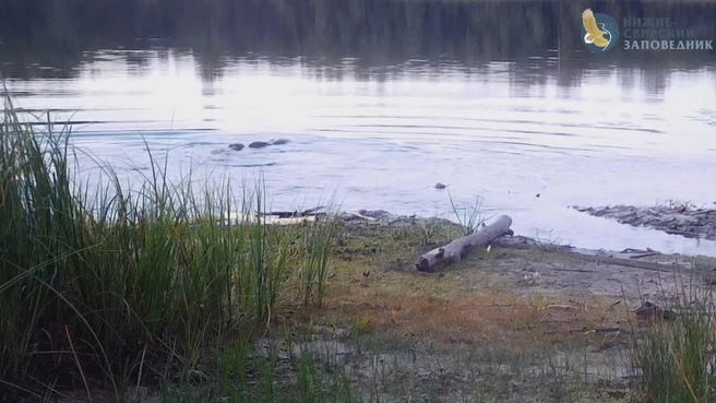 Бобриная любовь согревает Нижне-Свирский заповедник прохладной осенью | www.fontanka.ru