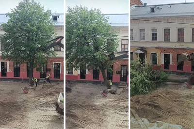 В Ярославле при благоустройстве выкорчевали тополь на Нахимсона