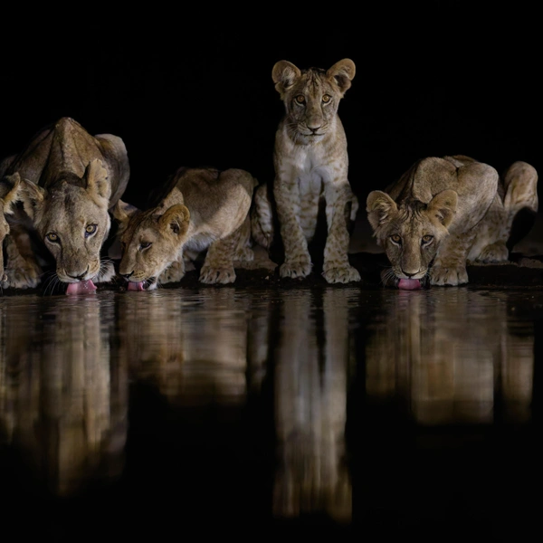 Источник: Wayne Sorensen / International Photography Awards 2025