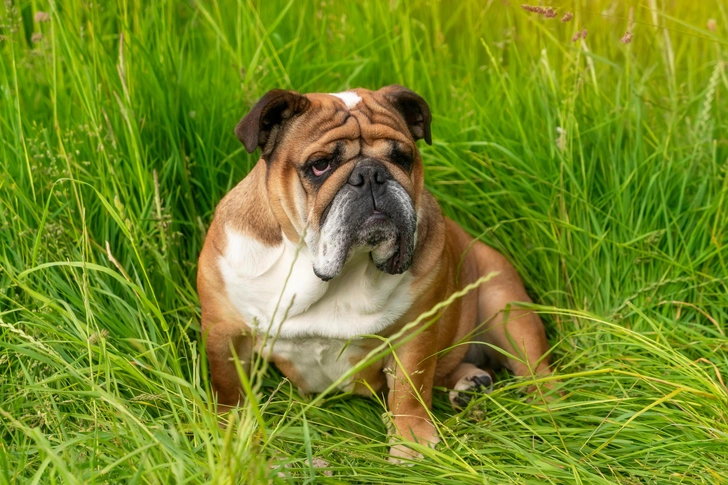 Английский бульдог | Источник: Shutterstock/Fotodom.ru