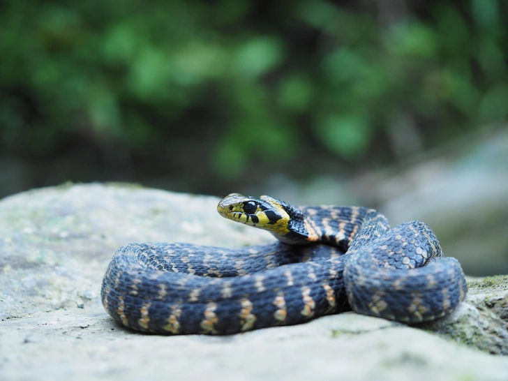 Тигровый уж (Rhabdophis tigrinus). Свое название получил благодаря характерной окраске: по оливково-зеленому, серому или буроватому фону тела проходят черные поперечные полосы и пятна. Обычно держится вблизи водоемов, болот и влажных лугов, хорошо плавает и питается преимущественно лягушками, жабами и другими земноводными. Тигровый уж способен накапливать в специальных железах токсины, полученные от съеденных жаб, поэтому его укус может быть опасен. Встречается в Приморском и Хабаровском краях. | Источник: FunnyDive/Shutterstock/Fotodom.ru