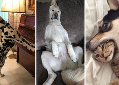 Что делают собаки, пока никто не видит: 20 фото, которые рассмешат вас до слез