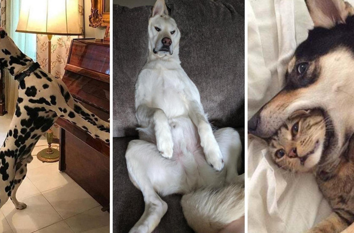 Что делают собаки, пока никто не видит: 20 фото, которые рассмешат вас до слез