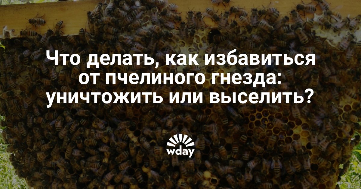 Чего боятся пчелы как от них избавиться