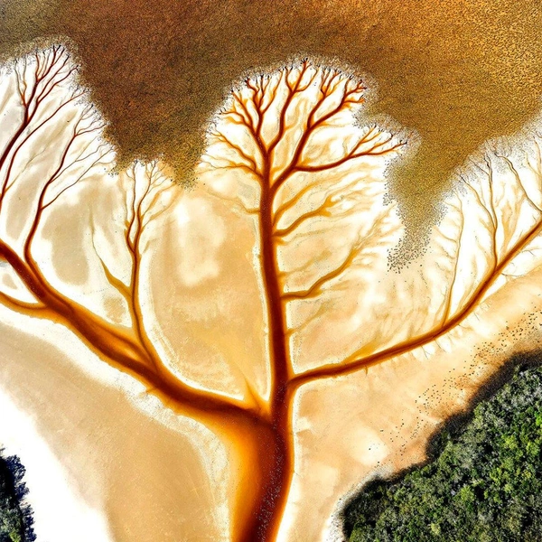 Призер в номинации «Пейзаж с воздуха» | Источник: Stuart Chape / Mangrove Photography Awards 2025
