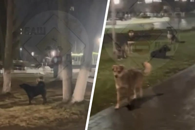 В Уфе стаи бездомных собак вызывают тревогу в парке