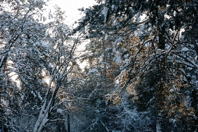 Eco-Activists Warn Thermal Complex Poses Threat to Rudnichny Bor