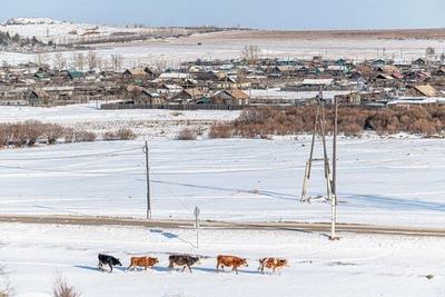 В Алтайском крае выявили две новые вспышки бешенства