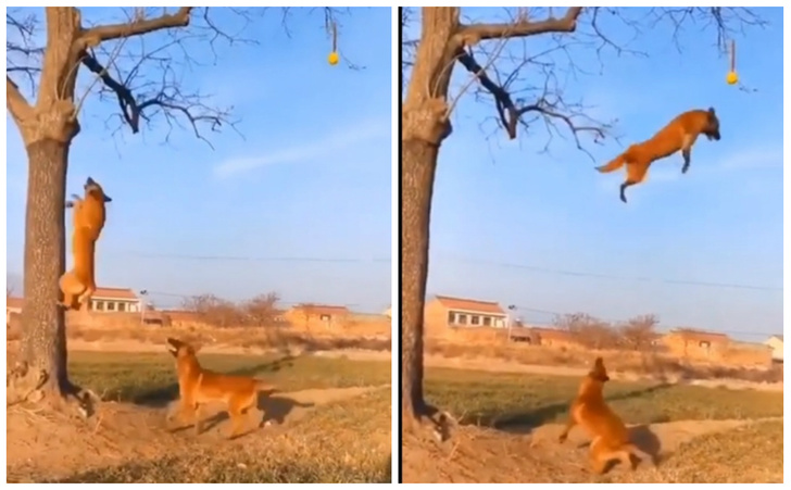 Собака показывает другой собаке, как она умеет взбегать на дерево и «летать» с высоты (видео)
