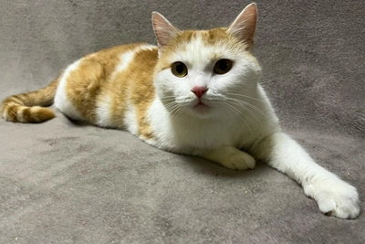 Ласковая кошка Валерьянка ищет дом в Новосибирске