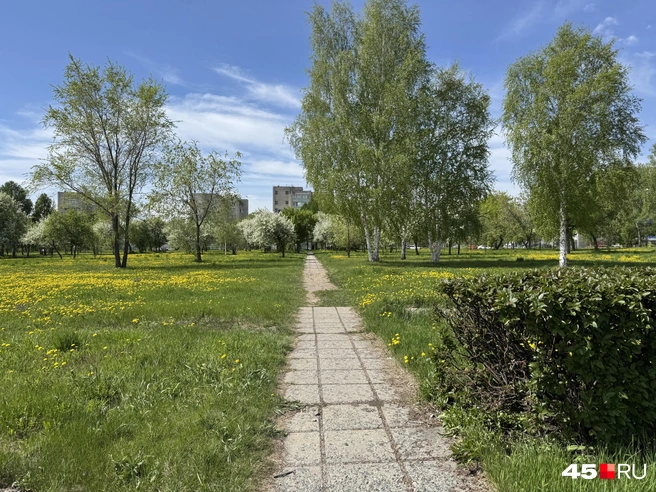 В саду также растут березы, груша, юрга, сирень | Источник: Юлия Король / 45.RU