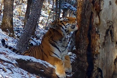 Ласковый амурский тигр попал на видео в Приморье