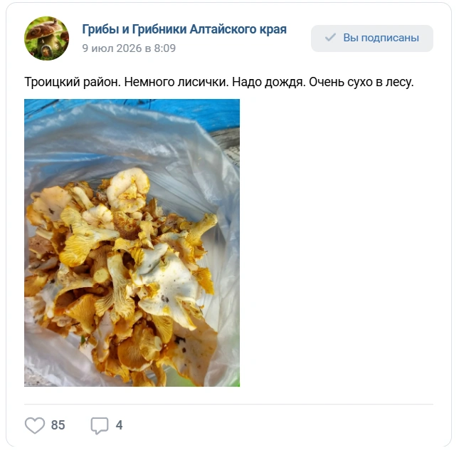 Грибники посетовали на отсутствие дождя | Источник: «Грибы и Грибники Алтайского края»