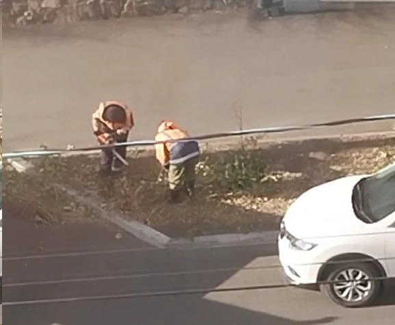 «Удаление поросли». Молодые тополя срубили в центре Читы по поручению администрации | Источник: очевидец