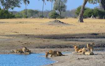 Не воды напиться: зачем львы устраивают заплывы на 1,5 километров в Уганде